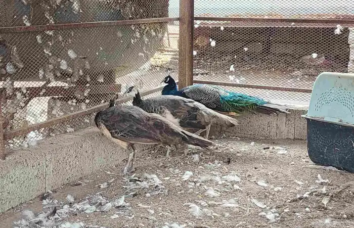 طاووس هندي منتج 2