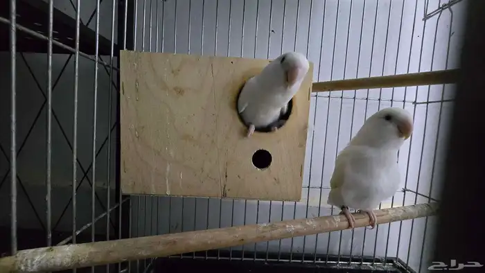 ببغاء روز أبيض منتج 4