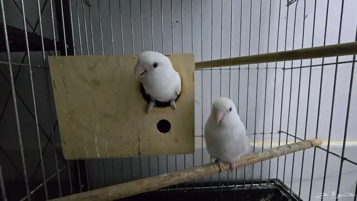 ببغاء روز أبيض منتج 3