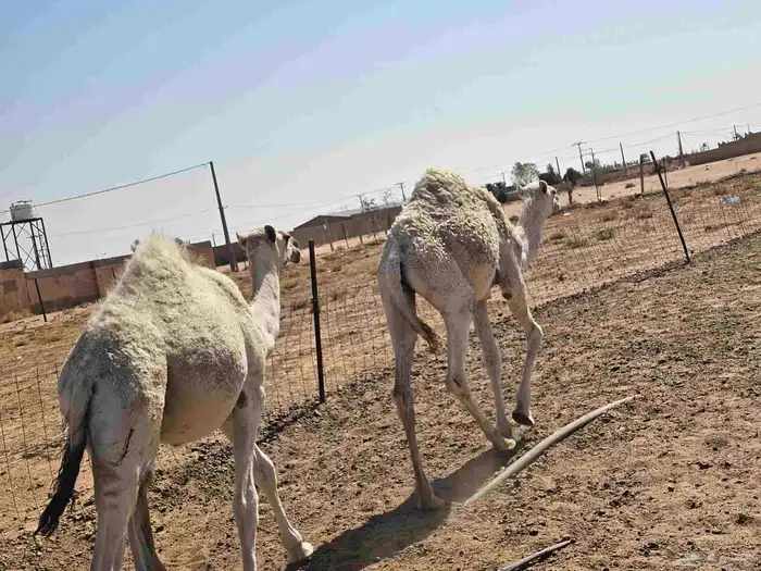 قعدان 8 شهور 2