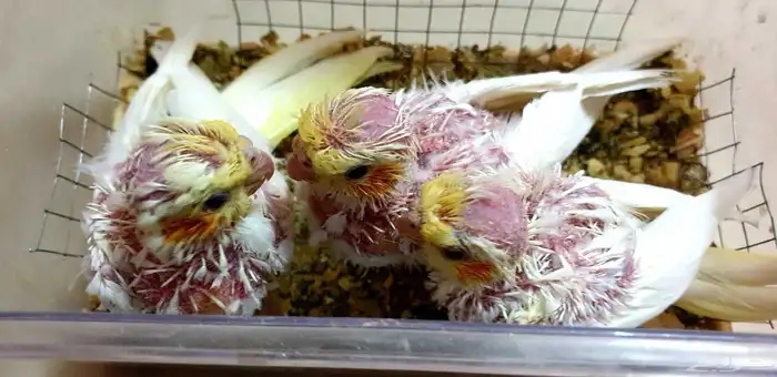 تم البيع فروخ كروان لاتينوا 4