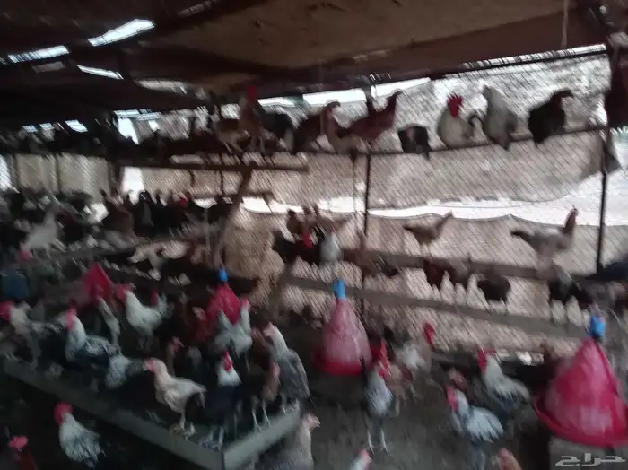 دجاج بياض للبيع 0