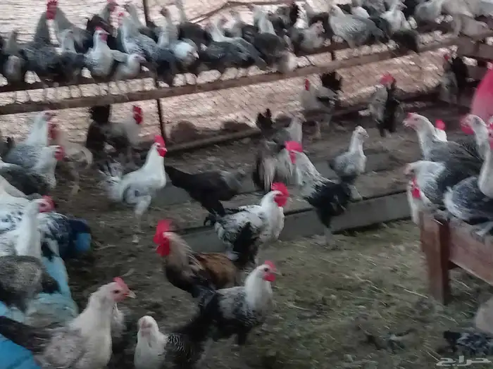 دجاج بياض للبيع 6