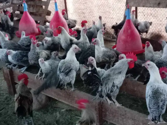 دجاج بياض للبيع 5