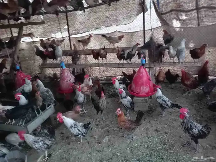 دجاج بياض للبيع 4