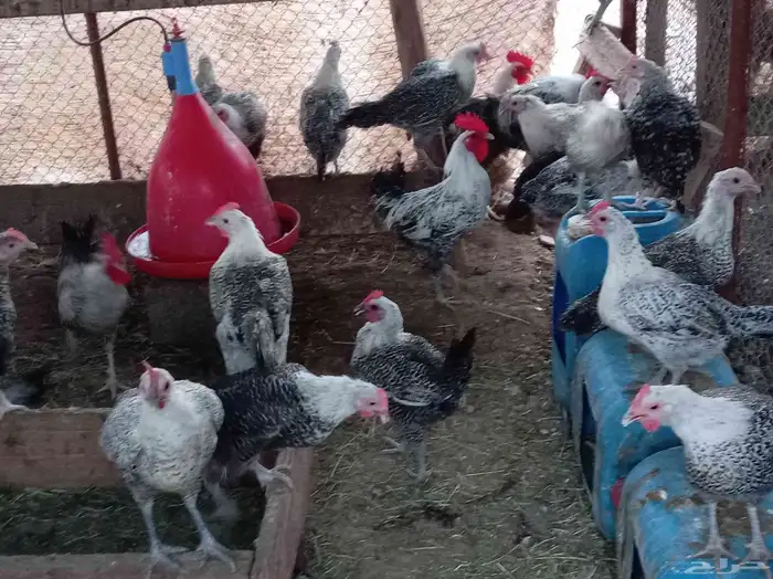 دجاج بياض للبيع 7