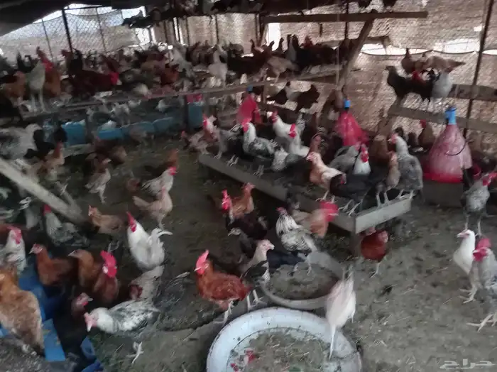 دجاج بياض للبيع 2