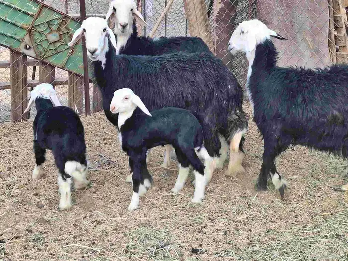 للبيع نجد العدد 3 معها 3 طليين ورخل 6