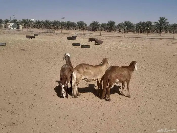 سواكن مرابي 4