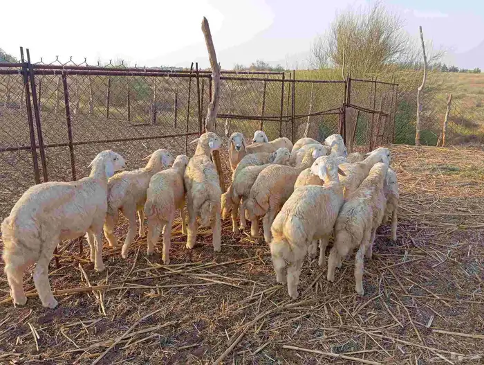 ماشاء الله تبارك الله   طليان ذبايح نظيفة ماشاء الله العدد 0