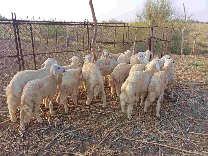 ماشاء الله تبارك الله   طليان ذبايح نظيفة ماشاء الله العدد 1