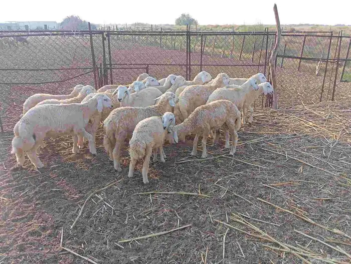 ماشاء الله تبارك الله   طليان ذبايح نظيفة ماشاء الله العدد 6