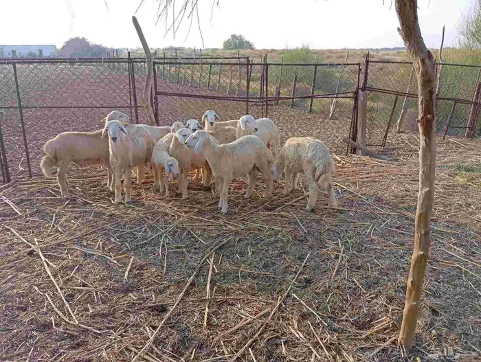 ماشاء الله تبارك الله   طليان ذبايح نظيفة ماشاء الله العدد 3