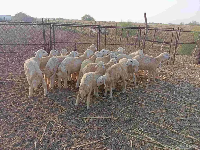 ماشاء الله تبارك الله   طليان ذبايح نظيفة ماشاء الله العدد 5