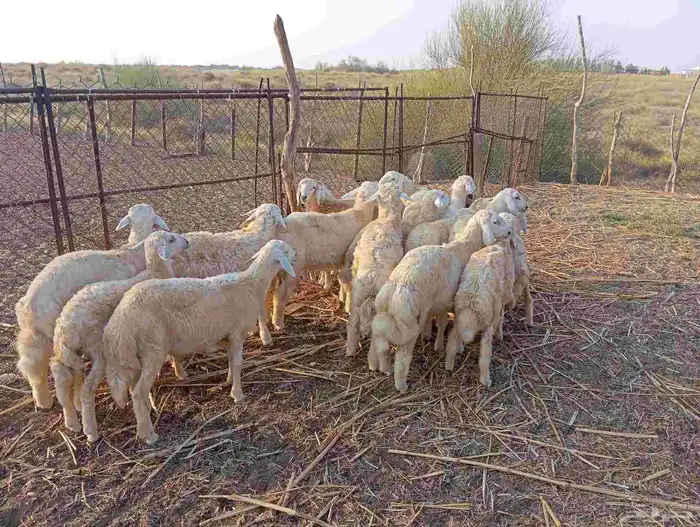 ماشاء الله تبارك الله   طليان ذبايح نظيفة ماشاء الله العدد 4