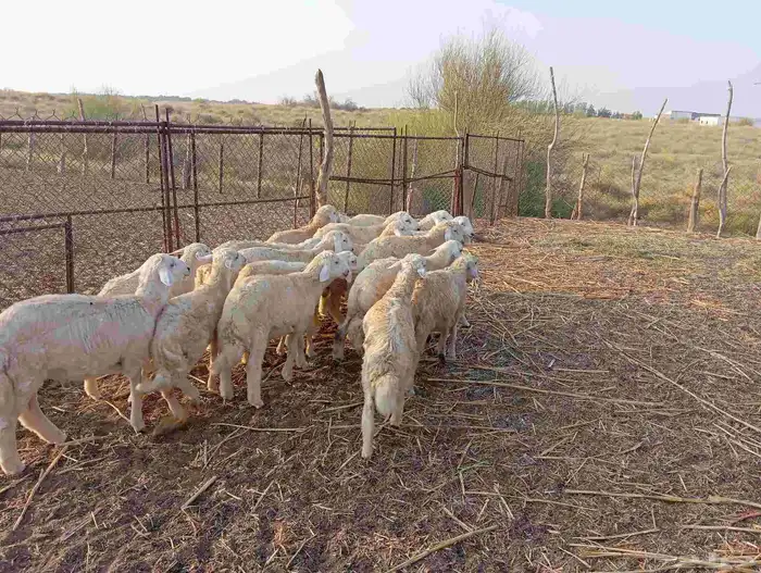 ماشاء الله تبارك الله   طليان ذبايح نظيفة ماشاء الله العدد 2