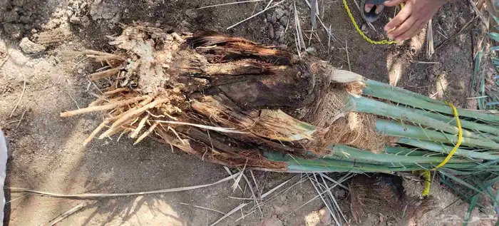 فروخ نخل جثايث نقايل حيش فسايل للبيع 1