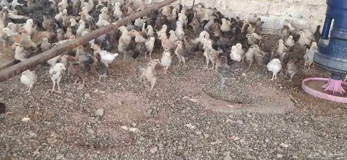 صوص بلدي وفيومي ذهبي والمنيوم 4