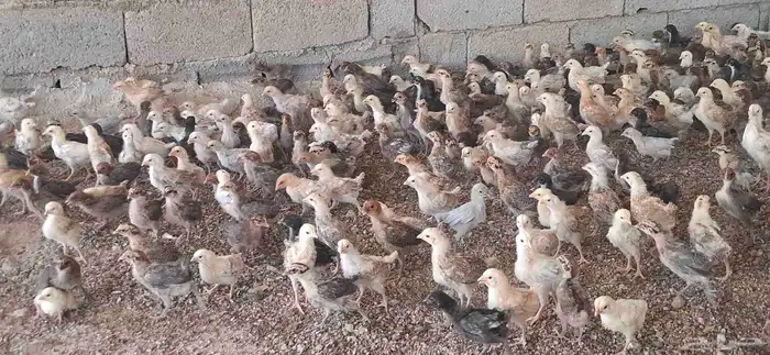 صوص بلدي وفيومي ذهبي والمنيوم 2