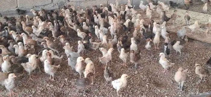 صوص بلدي وفيومي ذهبي والمنيوم 0