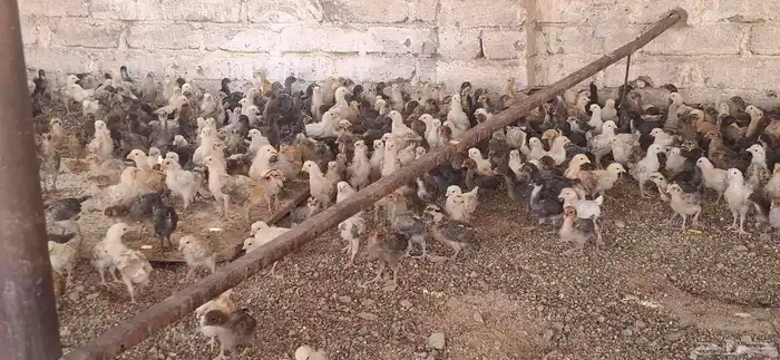 صوص بلدي وفيومي ذهبي والمنيوم 3