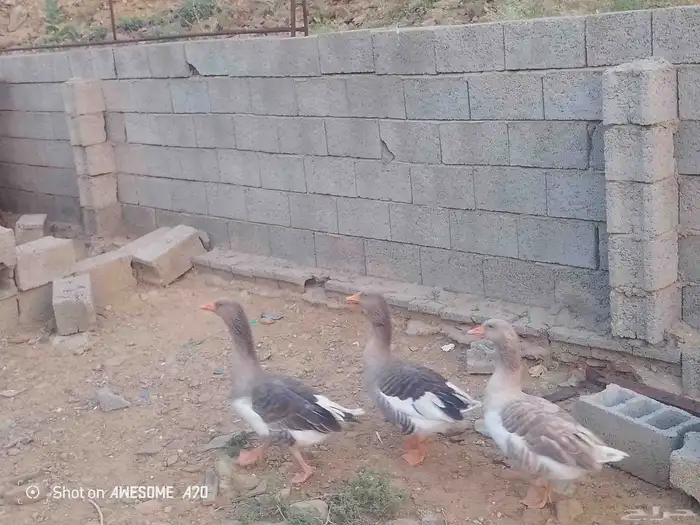 وز بلدي 0