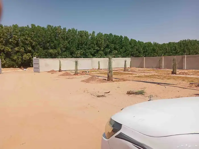 نخل اللبيع 3