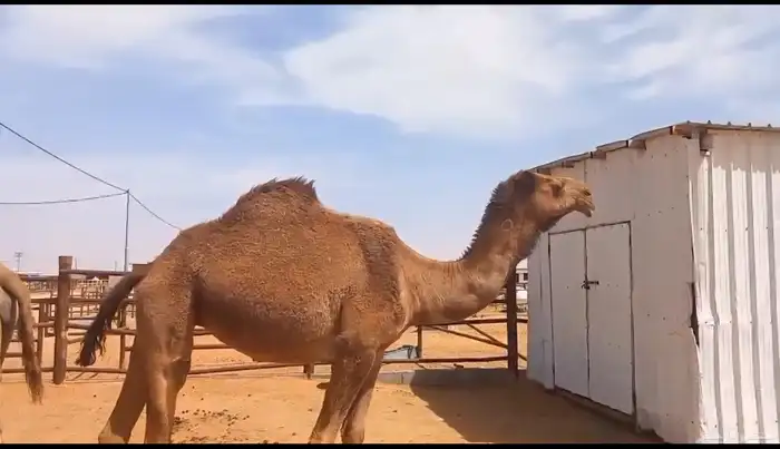 إبل 1