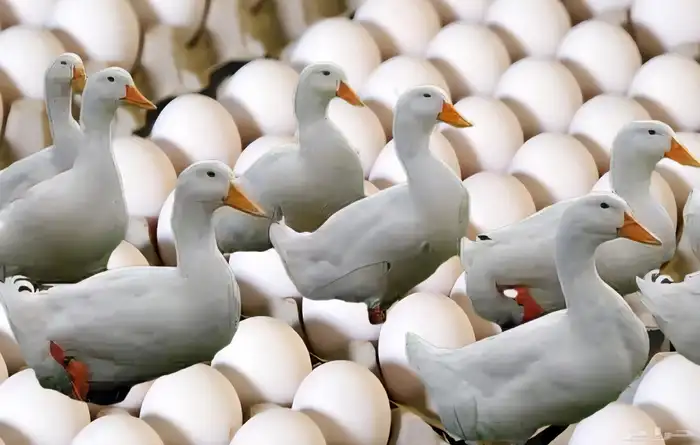 بيض بط بكيني ج 1