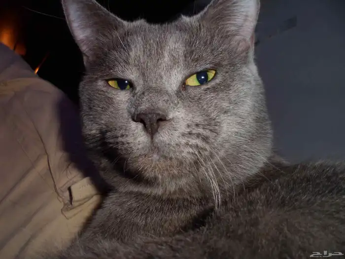 قط ذكر للتبنى سكوتش على شيرازى 0