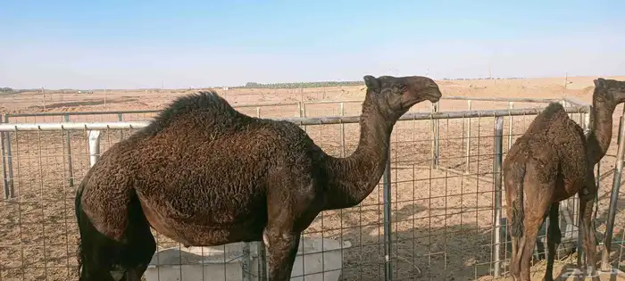 فحل مجهم سنه سدس 3