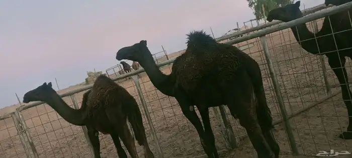 بكار عمارهن ثمان شهور طيبات وساسهن طيب 3