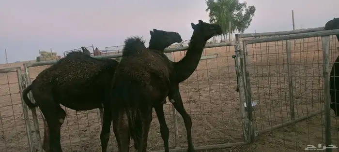 بكار عمارهن ثمان شهور طيبات وساسهن طيب 1