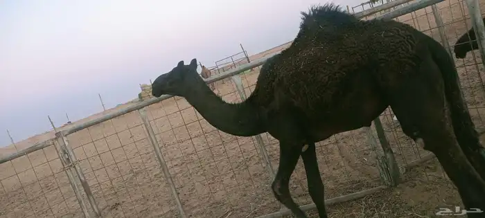 بكار عمارهن ثمان شهور طيبات وساسهن طيب 2