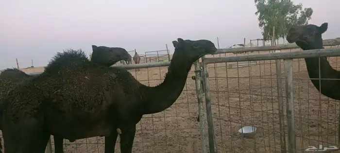 بكار عمارهن ثمان شهور طيبات وساسهن طيب 0
