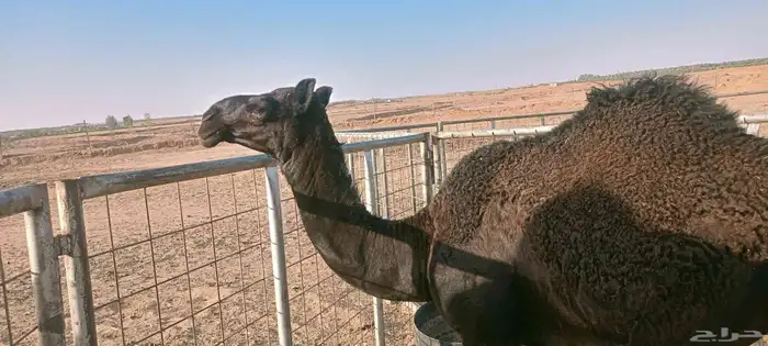 فحل مجهم سنه سدس 2