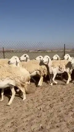 غنم حريات جنب دفيع واصل عددها 34 بالفحل الغنم طيبه مرة مراح 1