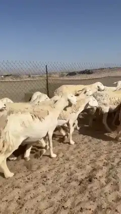 غنم حريات جنب دفيع واصل عددها 34 بالفحل الغنم طيبه مرة مراح 5