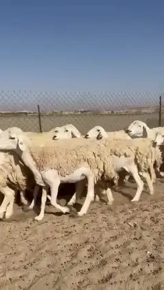 غنم حريات جنب دفيع واصل عددها 34 بالفحل الغنم طيبه مرة مراح 2