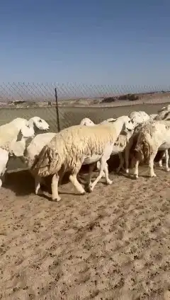 غنم حريات جنب دفيع واصل عددها 34 بالفحل الغنم طيبه مرة مراح 6