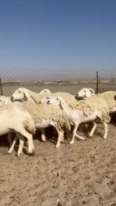 غنم حريات جنب دفيع واصل عددها 34 بالفحل الغنم طيبه مرة مراح 3