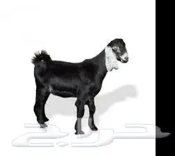 ذبائح النماص وضواحية مع خدمة السله والتوصيل 2