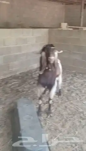 تيوس فحول مشاريك وجروم طيبه للبيع جمله ولا تفريد 2