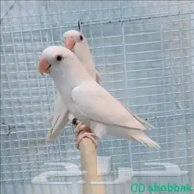 ببغاء روز أبيض منتج 0