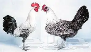 ديوك فيومي للبيع 4