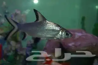 سمك زينه للبيع 4