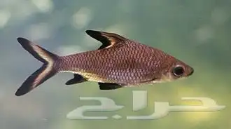 سمك زينه للبيع 3