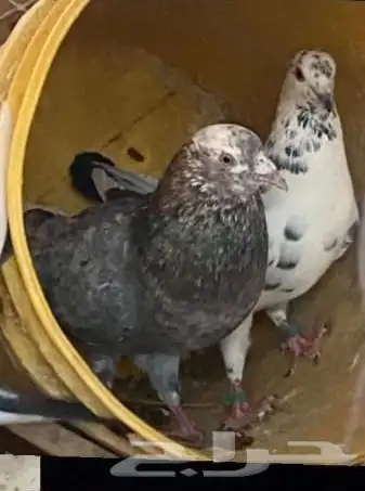 حمام ازواج كفو 2