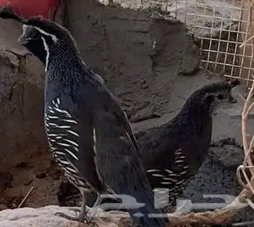 للبيع سمان أمريكي كاليفورنيا 0