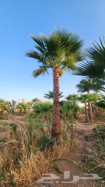 يوجد لدينا جميع انواع النخيل وجميع المقسات المختلفه المثمر و 4